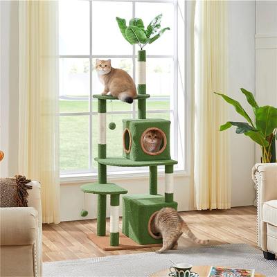 Kitten Starter Kit 🐱 [Essentials for first-time pet parents] cover photo collage