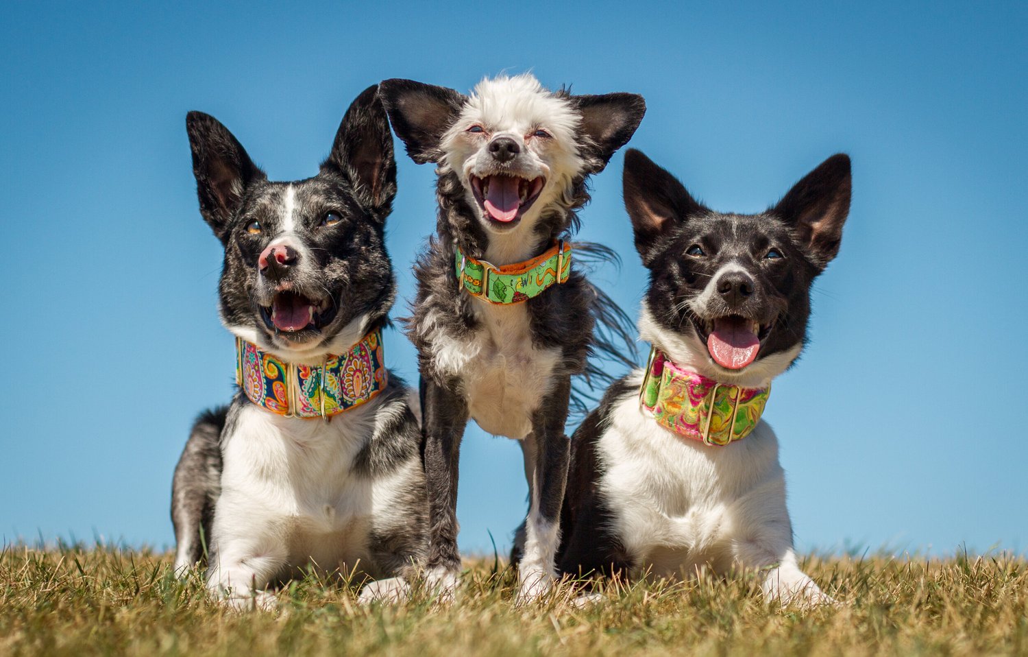 Pet Must Haves cover photo collage
