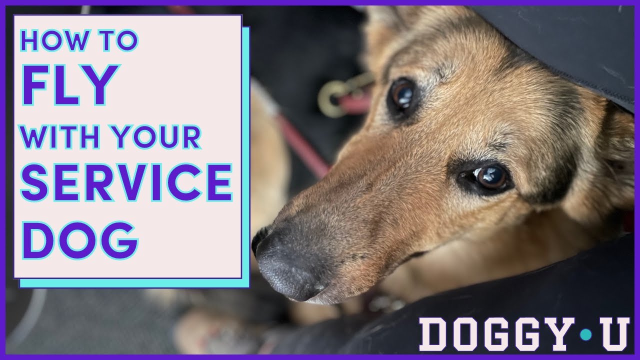 Service Dog Essentials cover photo collage