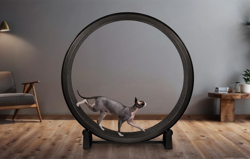 Large Cat Exercise Wheels for Sphynx Cats With Noise Reduction cover photo collage