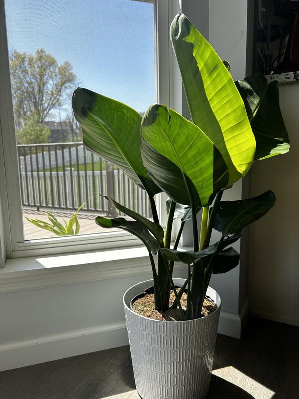 Leafy Luxuries 🌱 cover photo collage