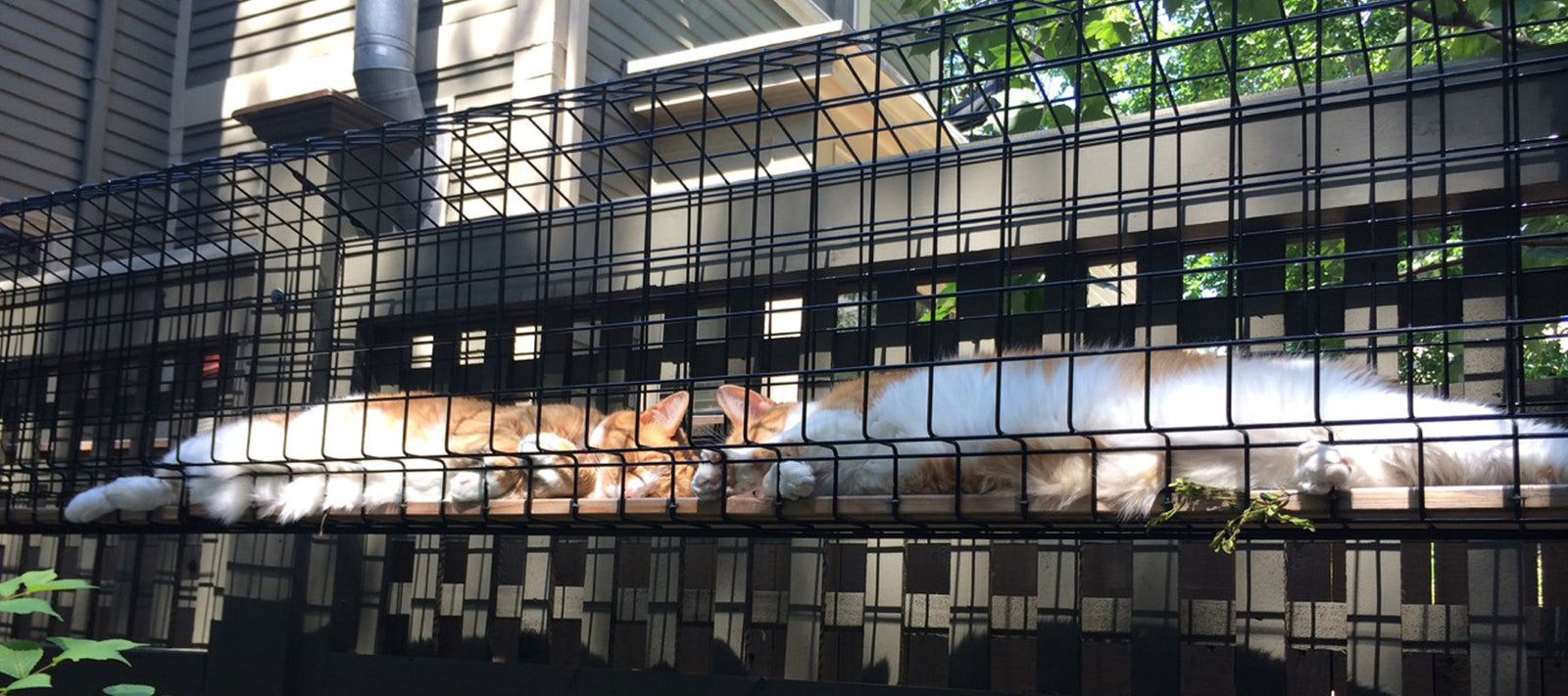 Cat Enrichment cover photo collage