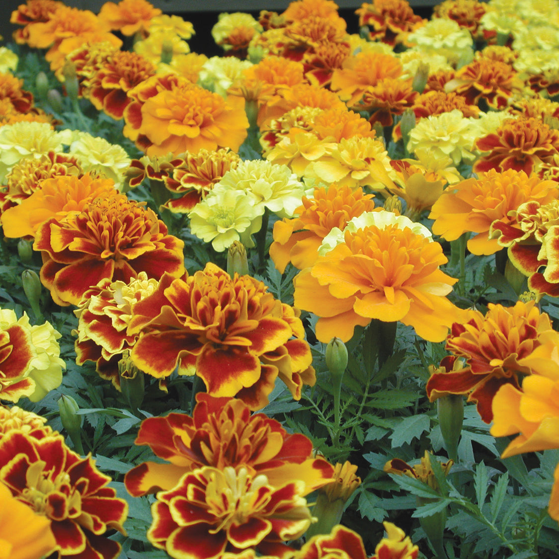Easy Plants to Start from Seed cover photo collage