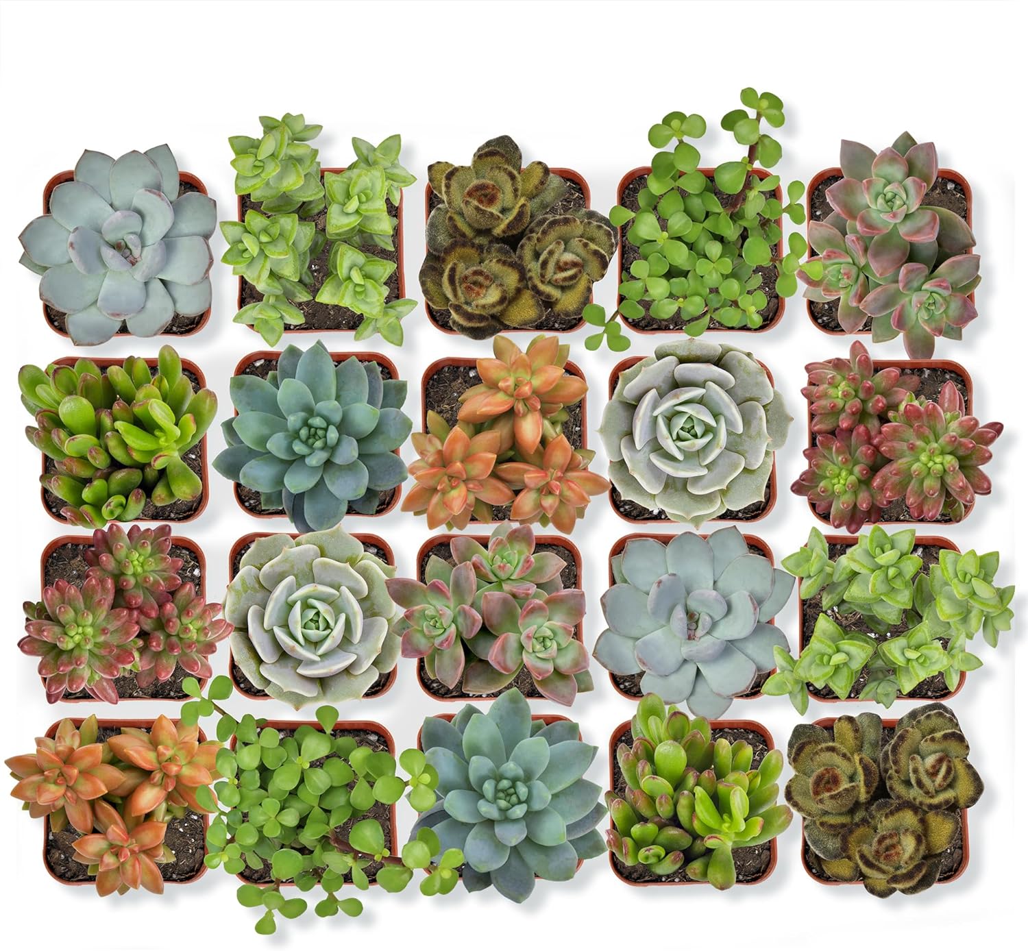 Plant Lovers Starters Must Haves cover photo collage