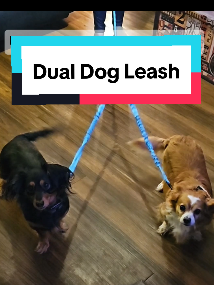 Dog Mom Must-Haves (Multiple Dogs) 🐾 and (Grandkitties) cover photo collage
