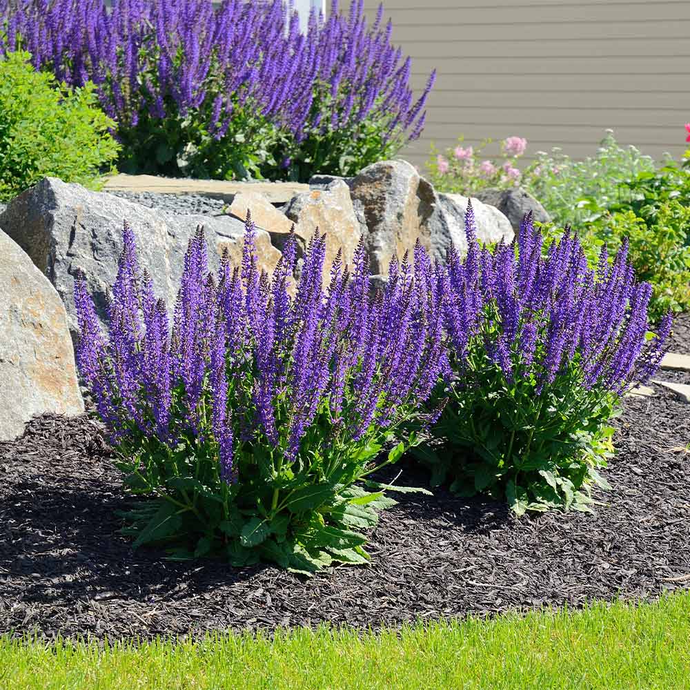 Deer Resistant Plants for the PNW cover photo collage