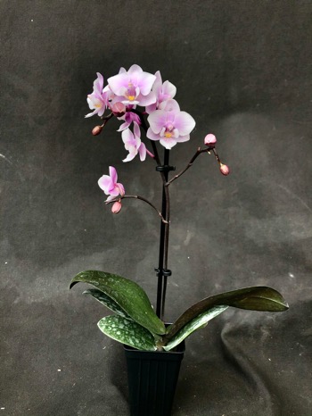 Beginner's Orchid Growing Guide cover photo collage