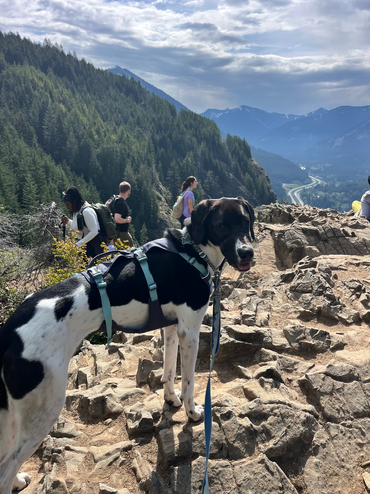 Best Hikes Outside Seattle to Take Your Dog cover photo collage