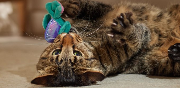 Cat Overlord Offerings! cover photo collage