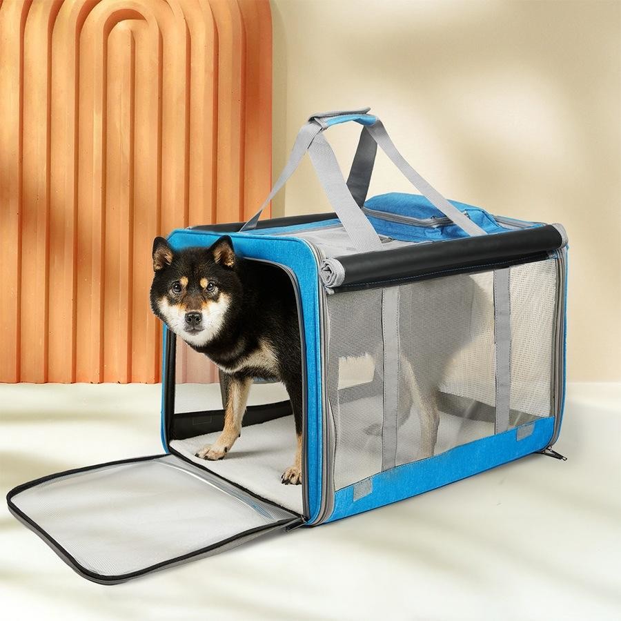 Walking and travelling essentials for your pup cover photo collage