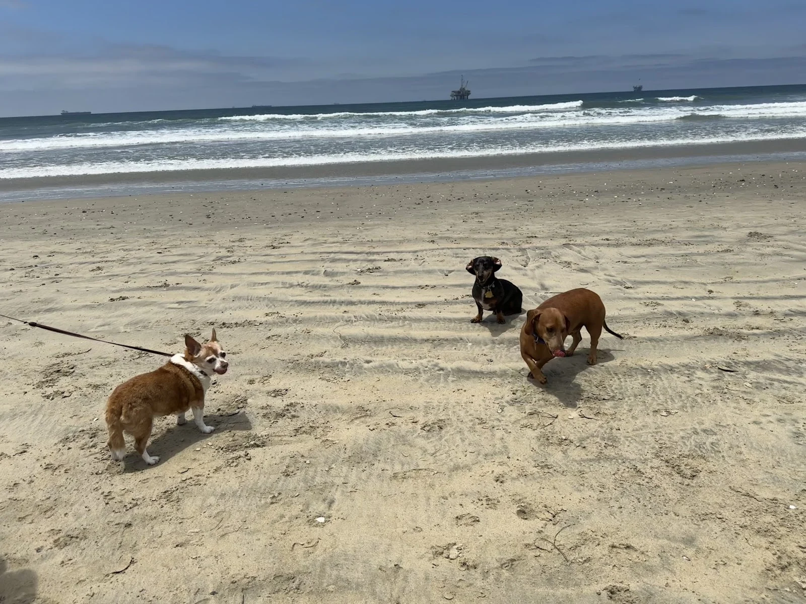 The OC Dog Parks Worth the Drive (And a Few You Can Skip) cover photo collage
