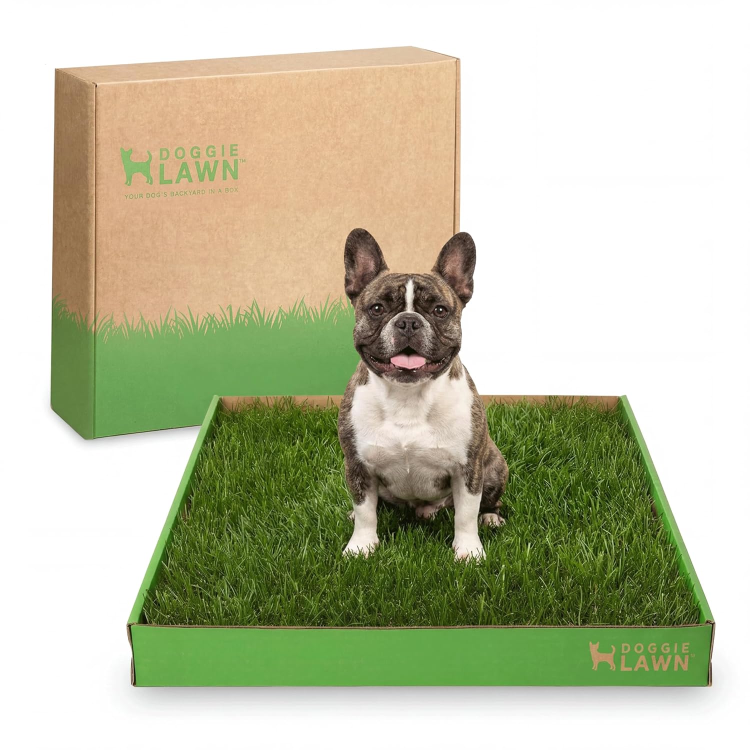 Items I buy for each new foster dog cover photo collage