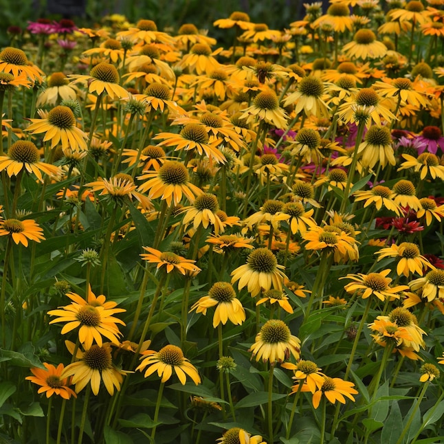 Perennial Plants That Dazzle You With Their Beauty cover photo collage