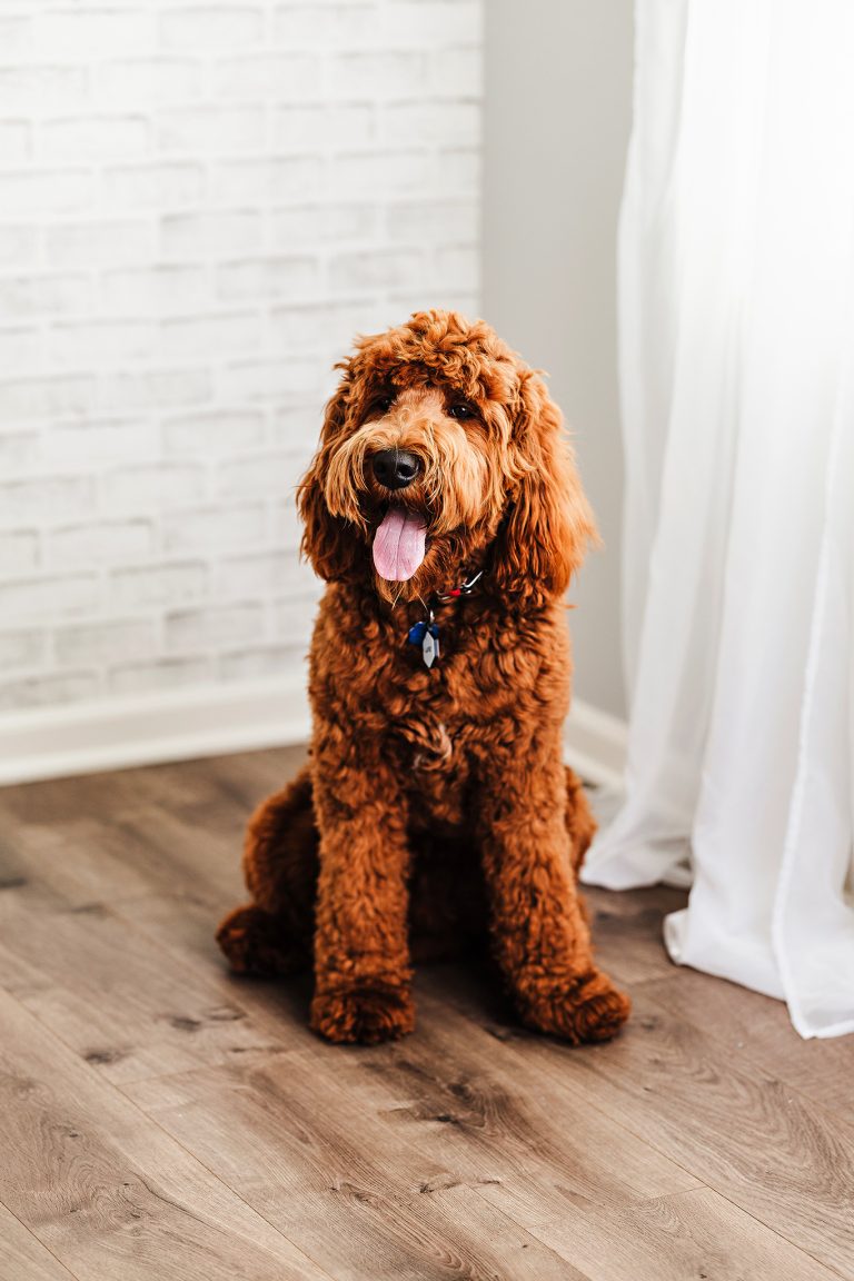 What I Wish I'd Known Before Getting Arie: Breeder Red Flags and How to Find a Responsible One cover photo collage