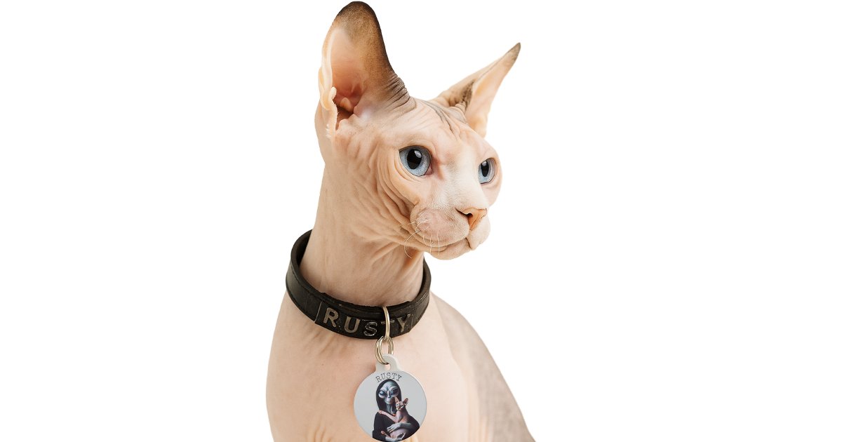 Personalized Sphynx Cat ID Tags And Smart Collars for Hairless Cats cover photo collage