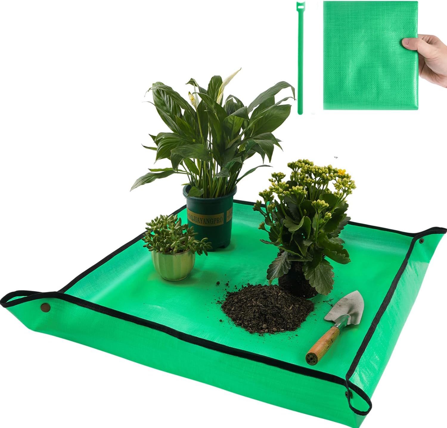 Are you new to PLANTS? Here's what you need! cover photo collage