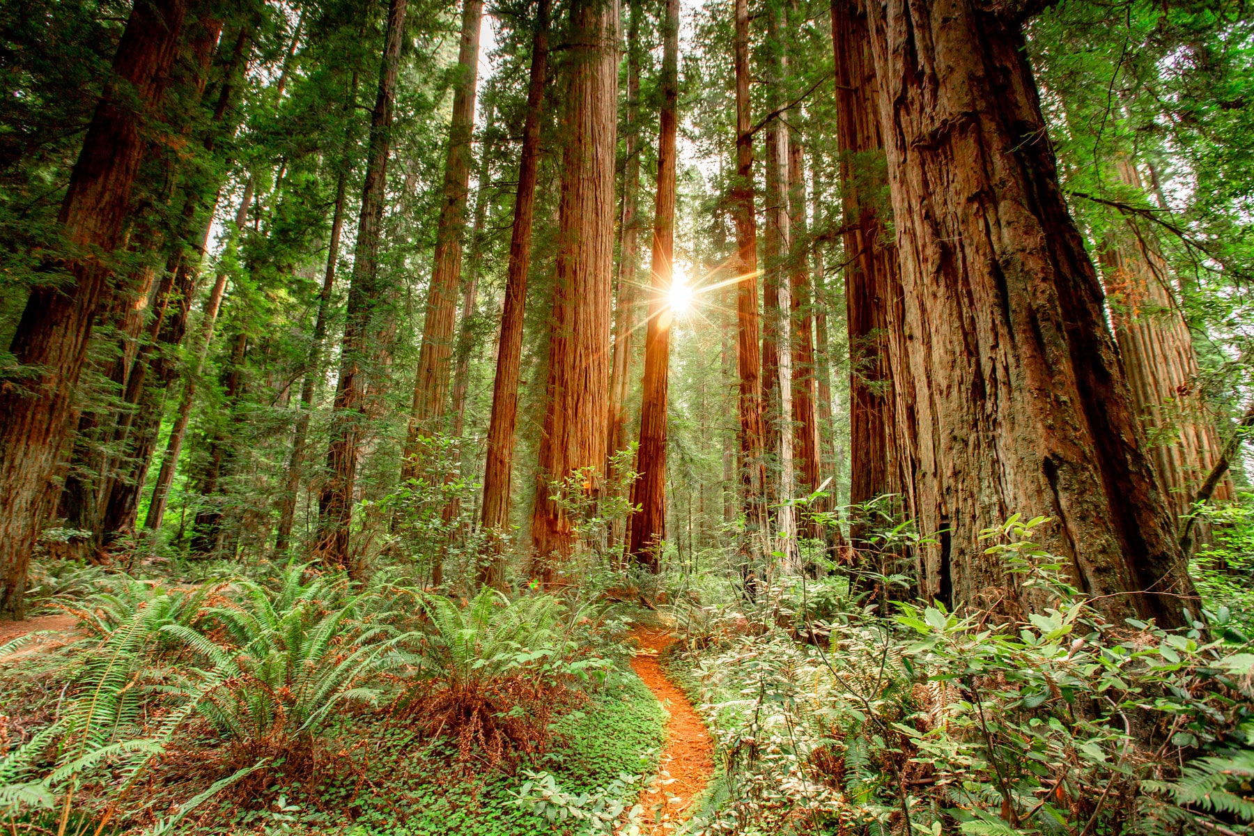 California 🐻The best outdoor places to visit in Cali! cover photo collage