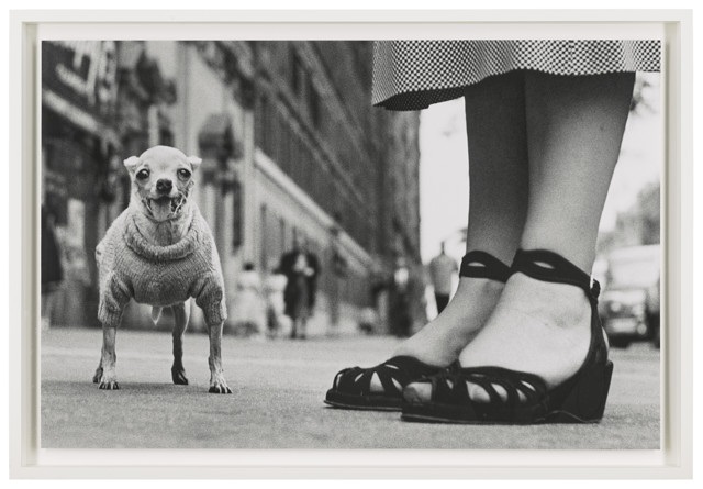 Read Now - Elliott Erwitt's New York: Revised Edition and Iconic