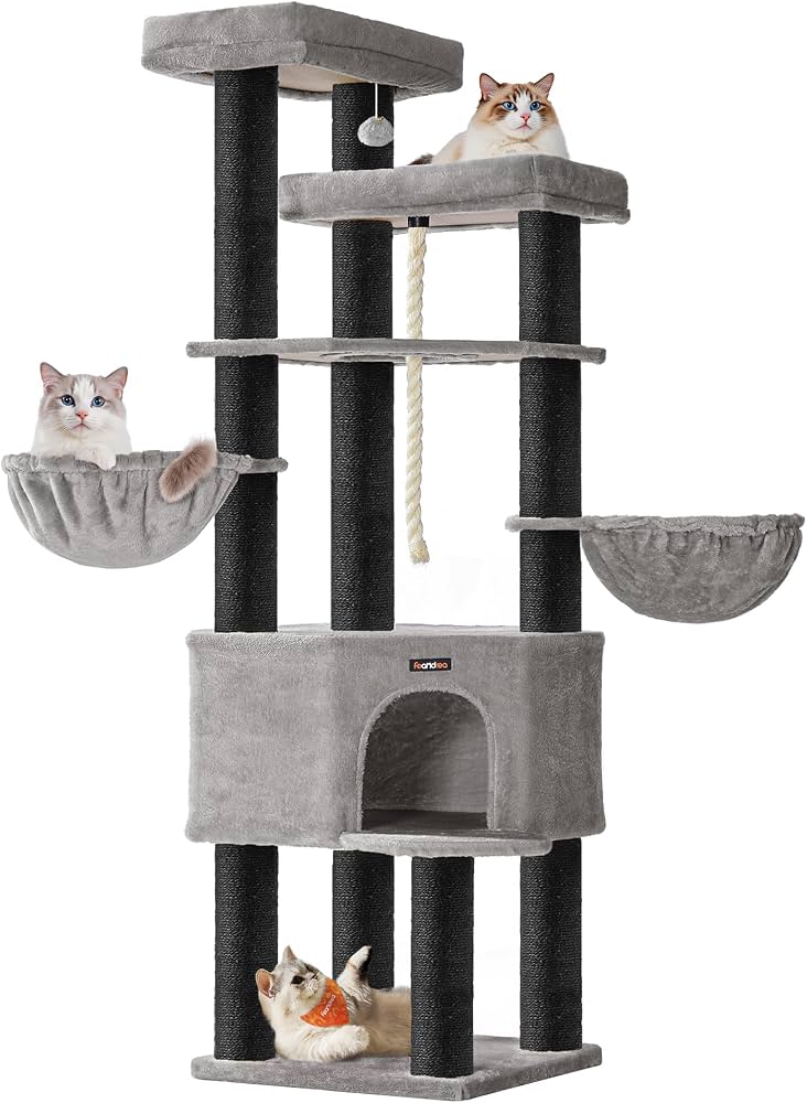 New Kitten Starter Kit Essentials: Top Amazon Picks for Florida Cat Parents cover photo collage