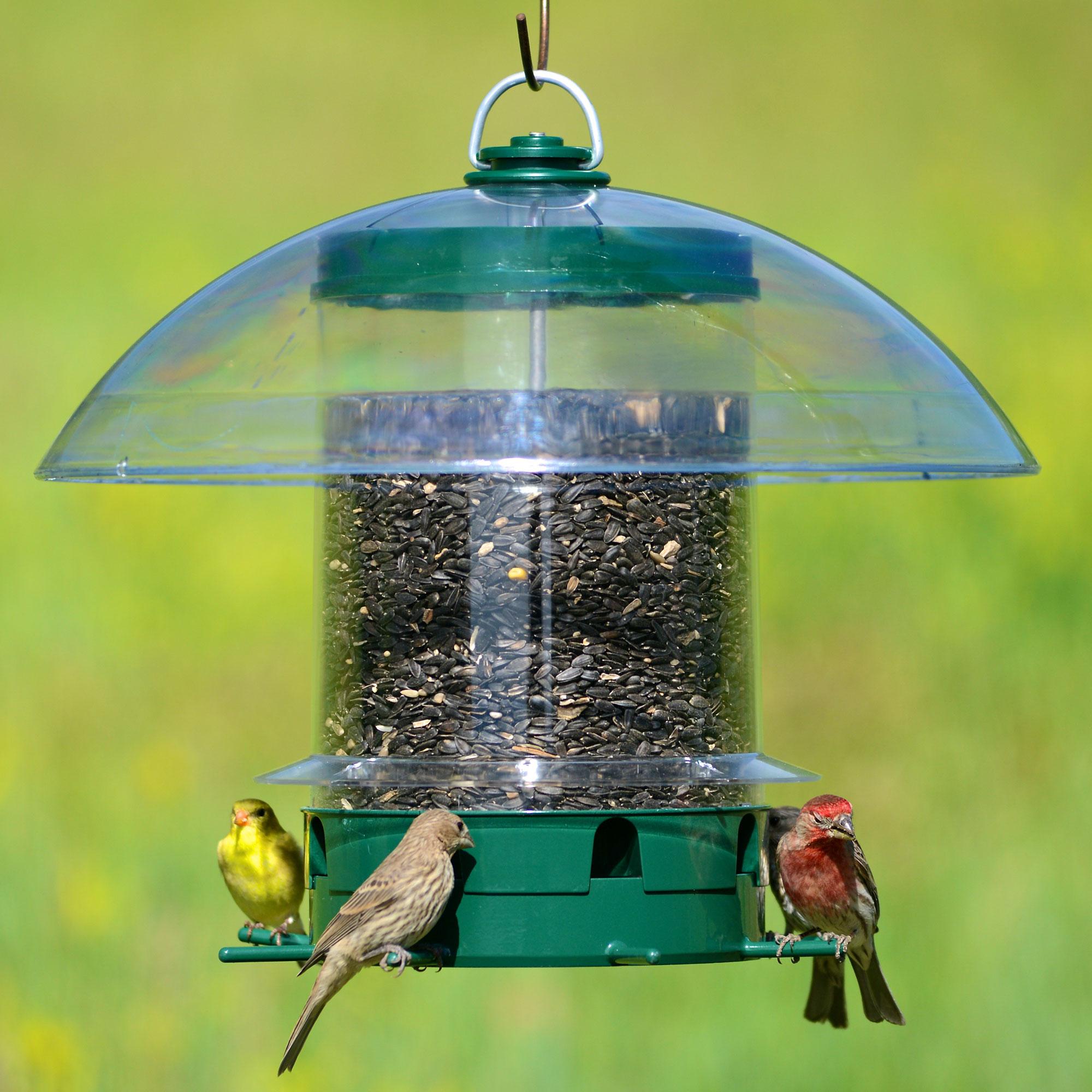 Backyard Birdwatching & Wild Bird Feeding Essentials: Top Amazon Picks for Florida Yards cover photo collage