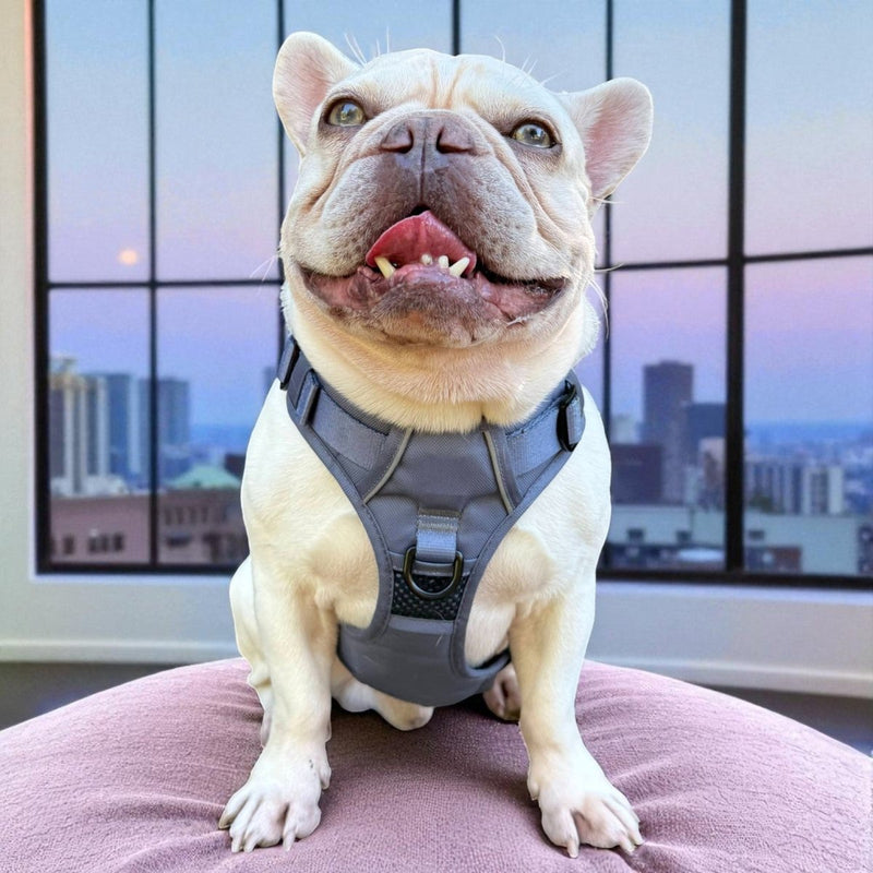 Frenchie Mom Essentials: Must-Have Products for French Bulldog Owners 🐾 ⭐ cover photo collage