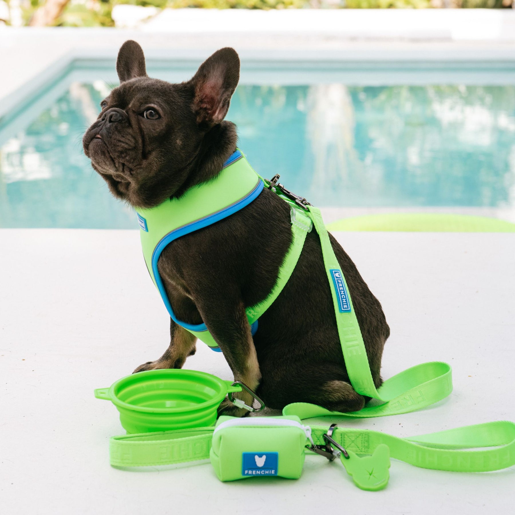 Frenchie Mom Essentials: Must-Have Products for French Bulldog Owners 🐾 ⭐ cover photo collage