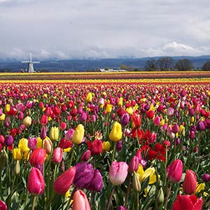 Gardening secrets and tips cover photo collage