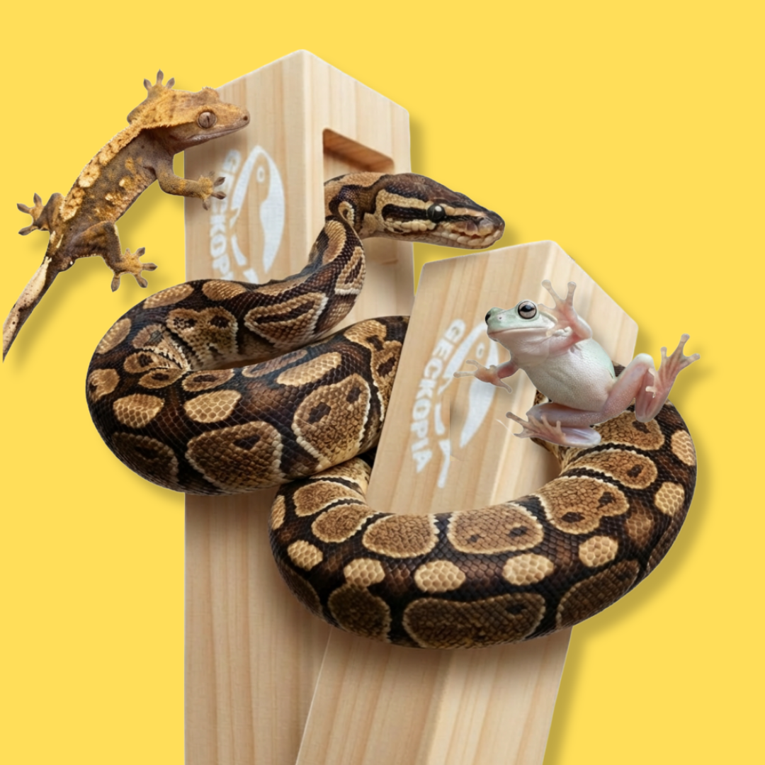 Crested gecko must haves cover photo collage