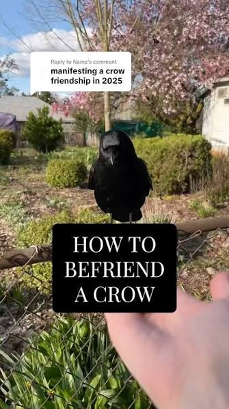 How to befriend the crows 🐦‍⬛🖤✨ cover photo collage