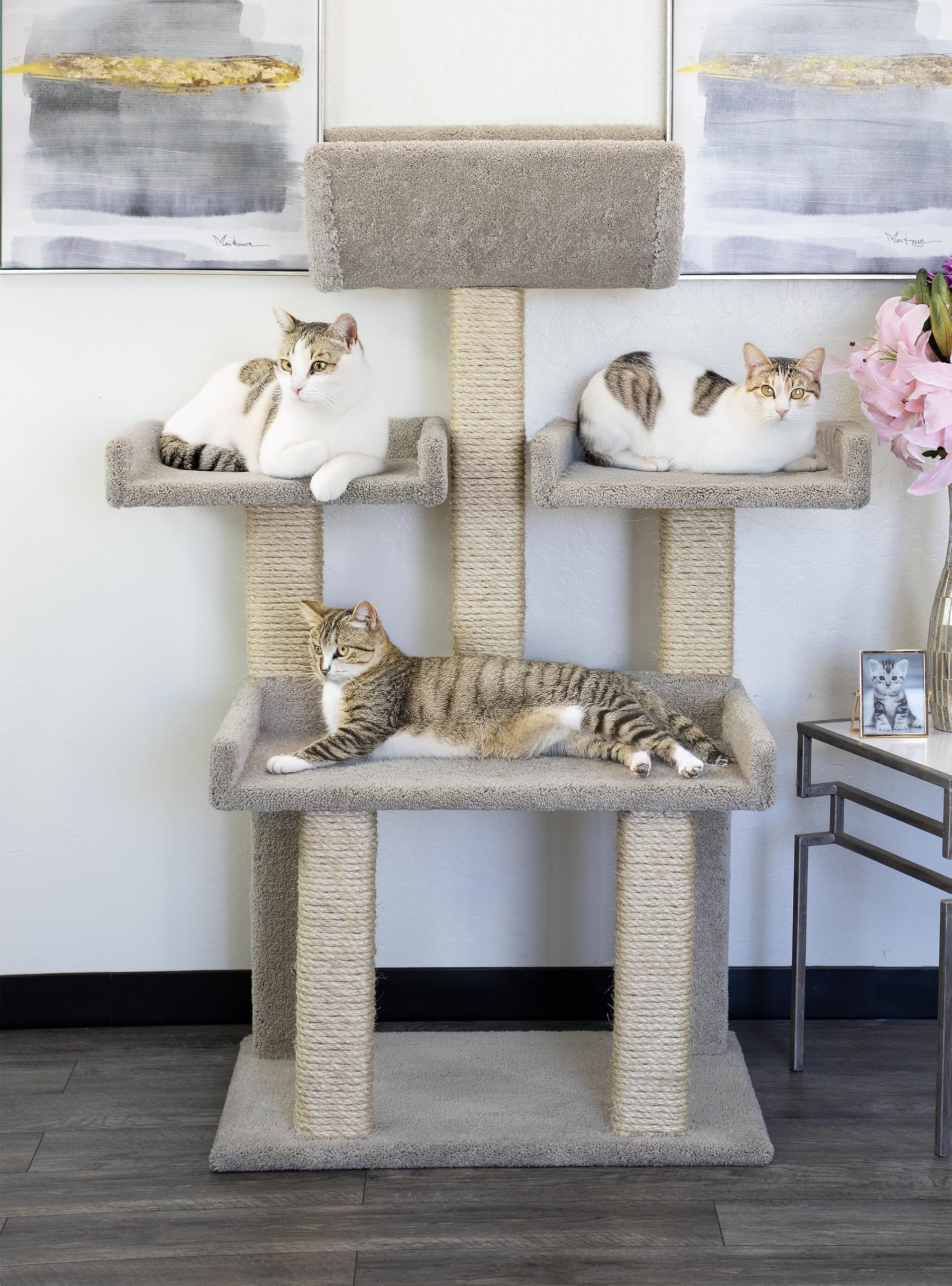 Cat Owner Essentials: Top Amazon Picks for Central Florida Pet Parents cover photo collage