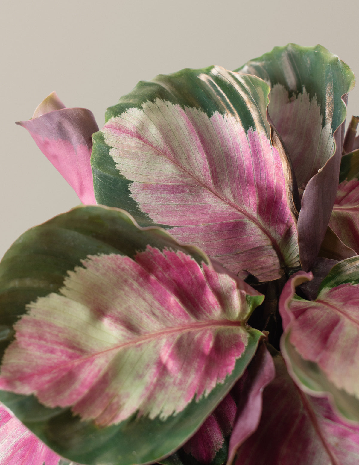 Low-light plants for your work office! cover photo collage