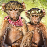 Educational Products and Resources cover photo collage