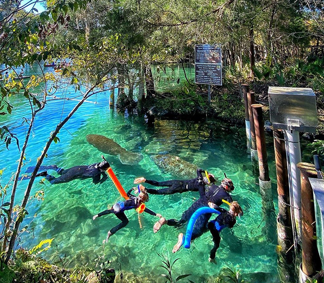 Crystal River & Homosassa Day Trip Guide: Swim with Manatees & Old Florida Springs cover photo collage