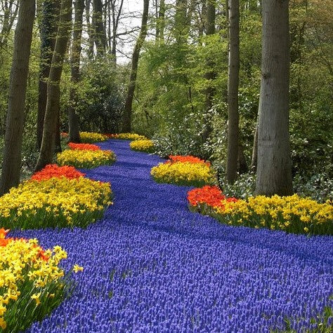 Must-have spring bulbs cover photo collage