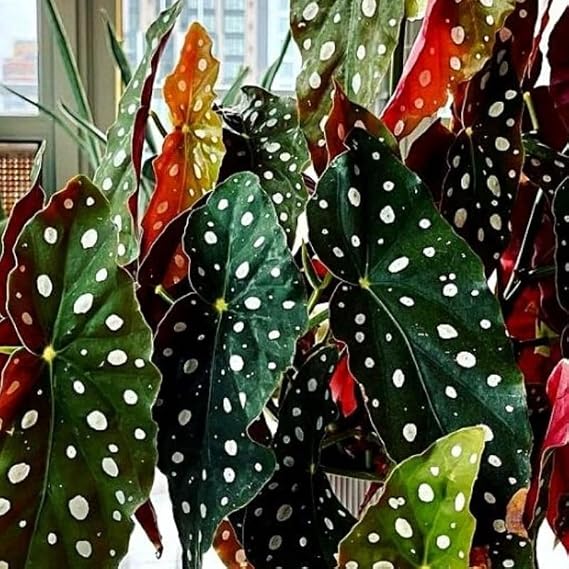 🌿 Curated Live Plants: Budget-Friendly Greenery for Your Home & Garden cover photo collage