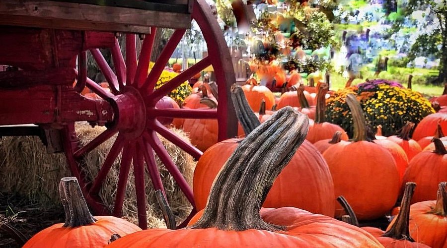 Best U-Pick Farms, Pumpkin Patches & Fall Farm Fun Near Kissimmee & Orlando cover photo collage