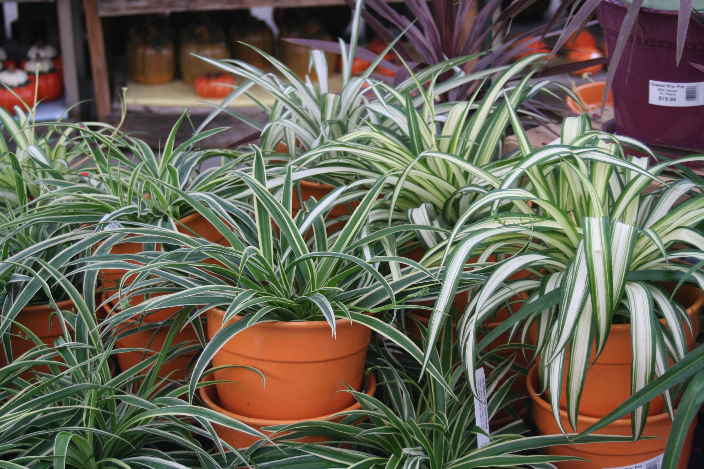 Low-Light Apartment Plants with Honest Care Needs cover photo collage