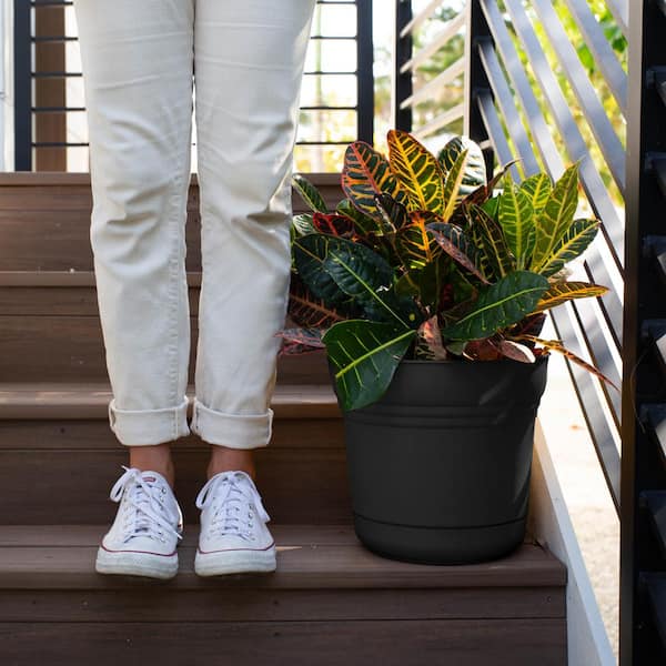 A Pet-Aware Indoor Plant Setup from Pot to Pruning cover photo collage