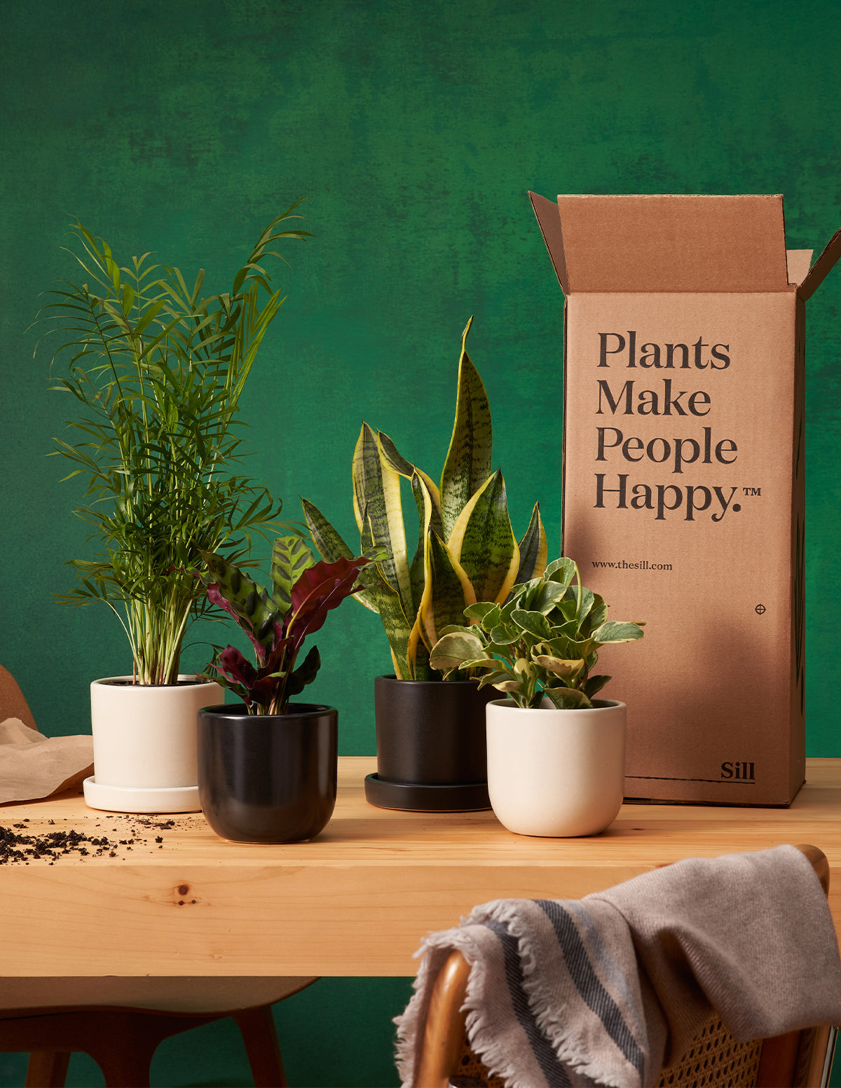 Plants for the Person Who Forgets Watering Week in a Room That Resets Quickly cover photo collage