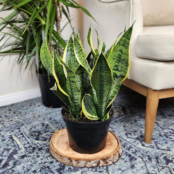 Indoor Plants & Garden cover photo collage