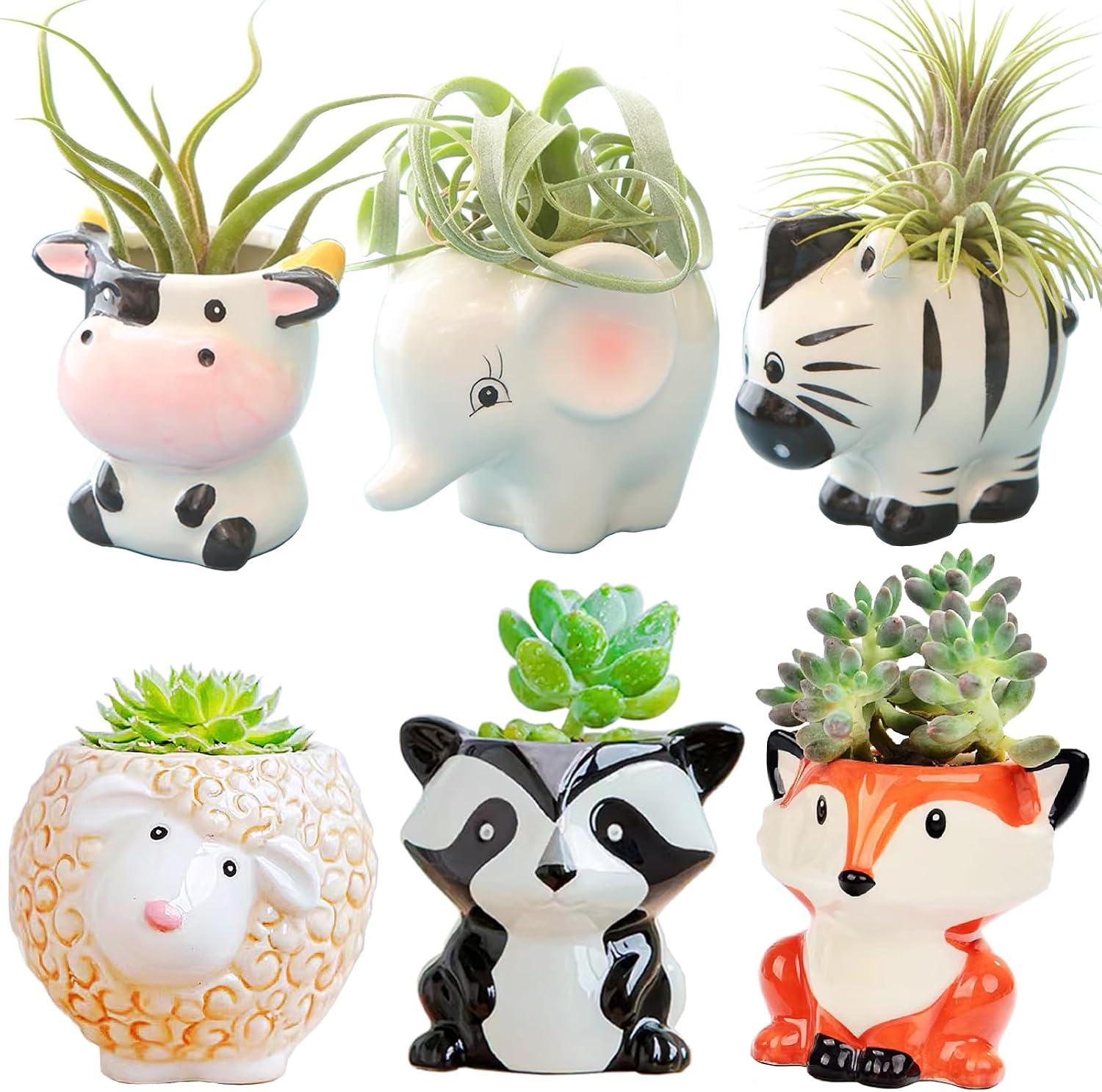 Cozy Indoor Plant Essentials cover photo collage