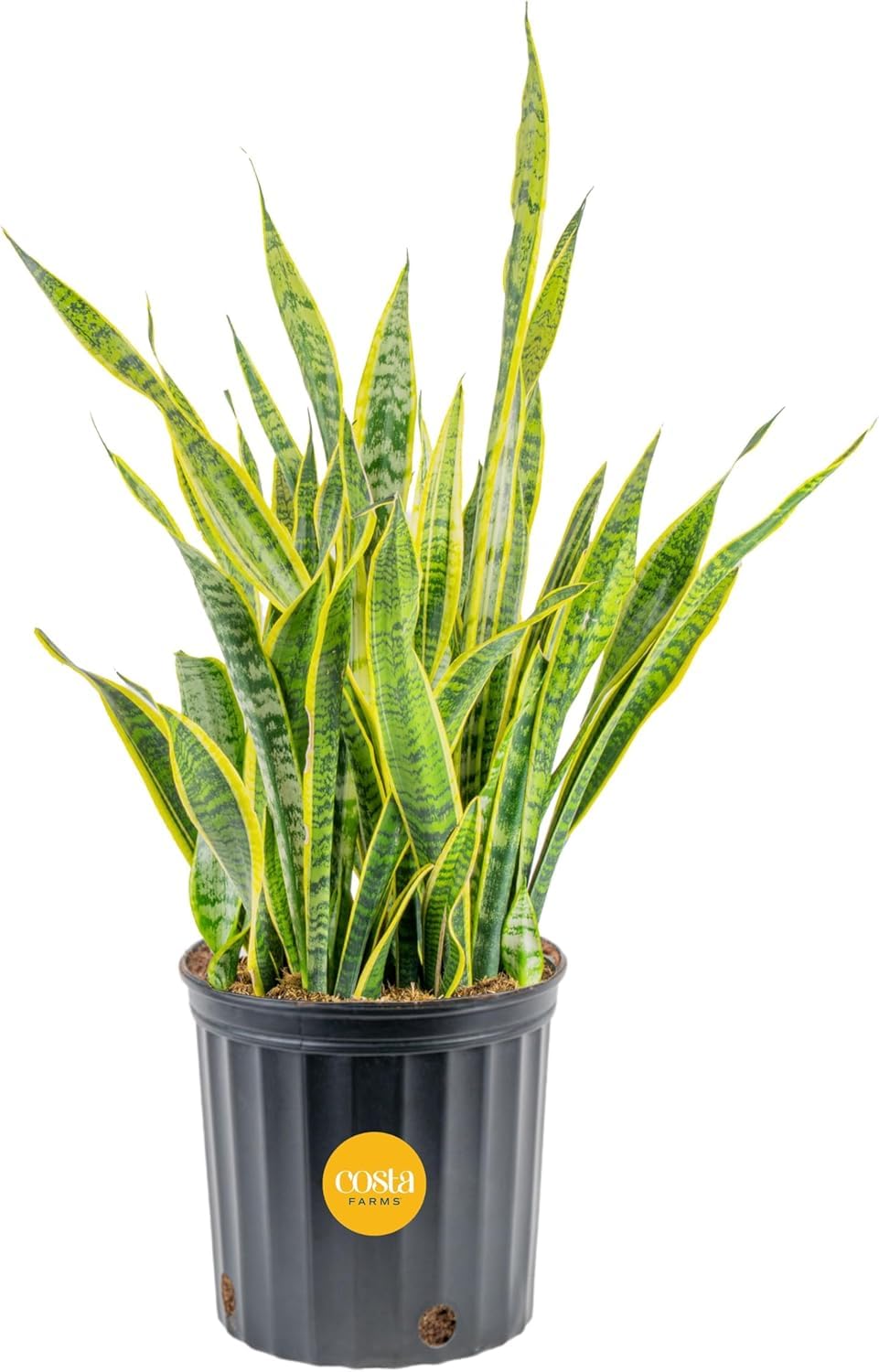 I Killed Every Plant Until These Made Me Look Like I Know What I'm Doing cover photo collage