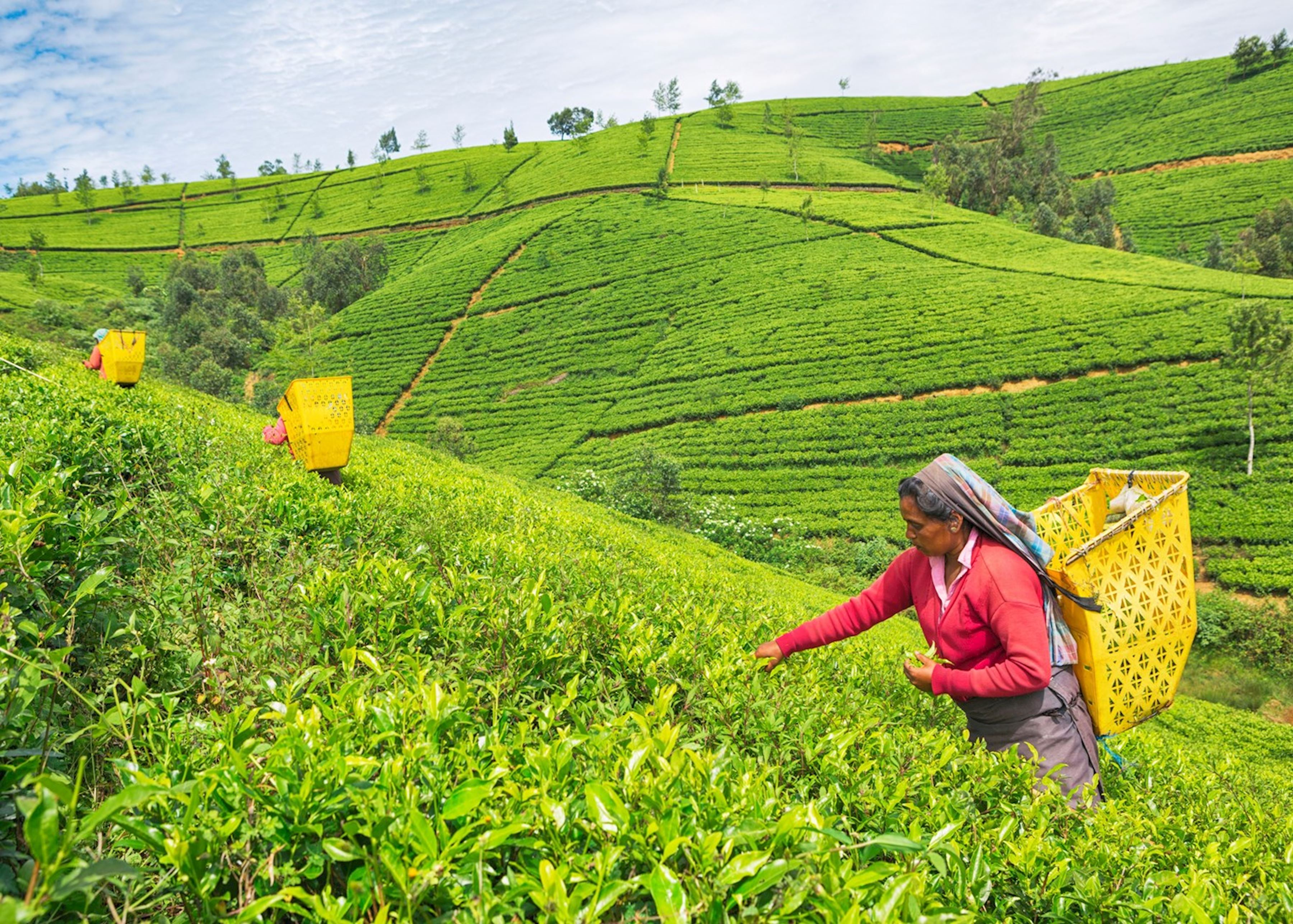 How I Planned My Sri Lanka Tea Trip Without Wasting a Single Day cover photo collage
