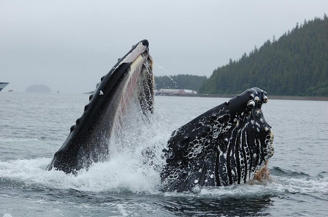 Whales, Glaciers & Sled Dog Puppies: Alaska Cruise Shore Excursions by Port cover photo collage