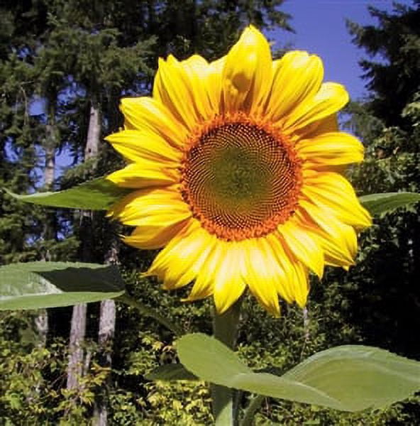 Sunflower Seeds My Daughter Planted That Grew Taller Than Her by August cover photo collage