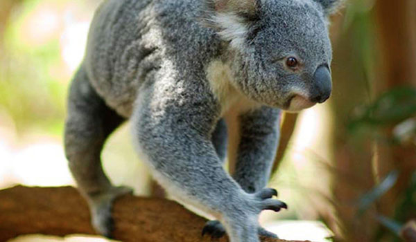 I Finally Visited Lone Pine Koala Sanctuary and Here's Everything Worth Doing cover photo collage