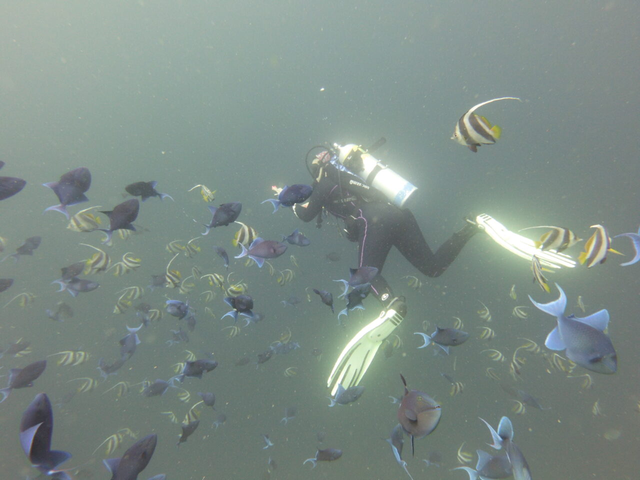 Gear I Wish I Had Before My First Ras Mohammed Dive cover photo collage
