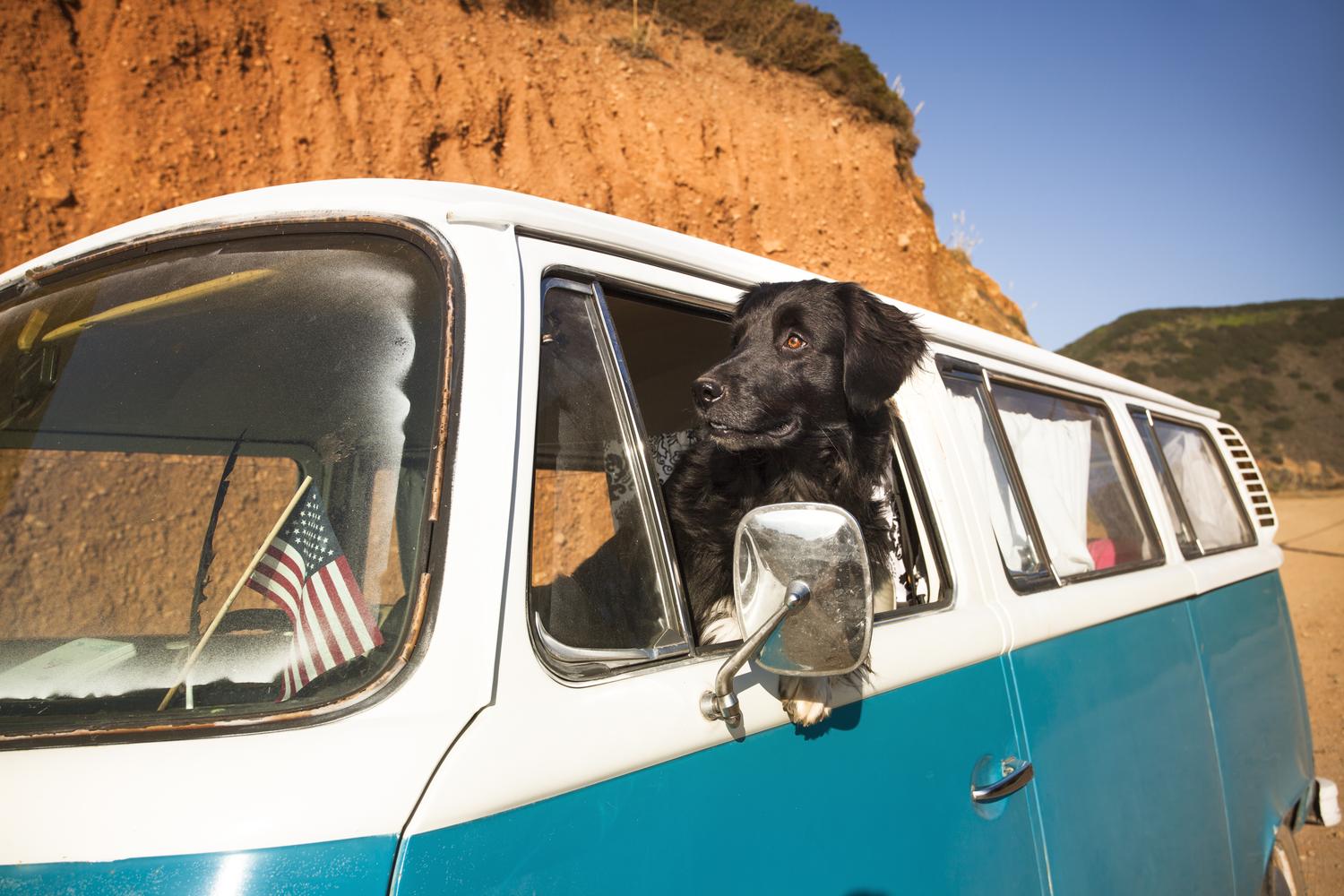 I Finally Found How to Travel With My Dog Without Hotel Headaches cover photo collage