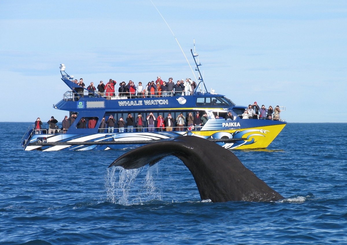 I Finally Did Whale Watching in Kaikoura and Packed All Wrong cover photo collage